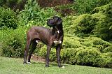 DOGUE ALLEMAND 831